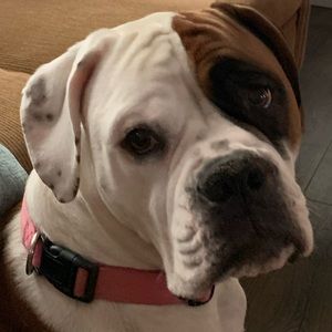 Meet your Posher, Violet